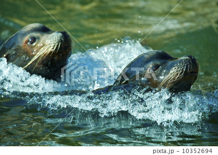 Sea lions swimming 10352694