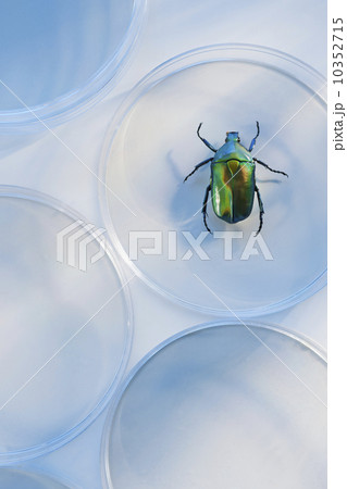 Beetle in Petri dish 10352715