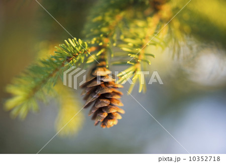 Pine tree branch Pine tree branch 10352718