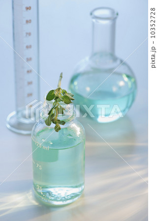 Plant in vial 10352728