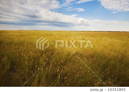 Prairie grass 10352805