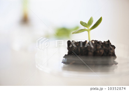 USA, New Jersey, Jersey City, Botanic laboratory USA, New Jersey, Jersey City, Botanic laboratory 10352874