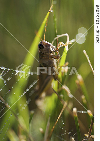 USA, South Dakota, Grasshopper on blade of grass in Badlands National Park USA, South Dakota, Grasshopper on blade of grass in Badlands National Park 10353099