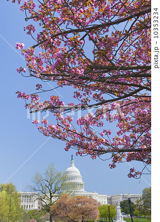 Cherry blossoms in front of Capitol building in Washington D.C. 10353234