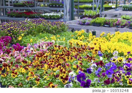 Garden flowers on display in greenhouse 10353248