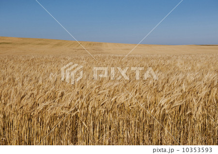 Wheat growing on field  10353593