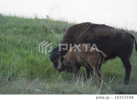 USA, South Dakota, American bison (Bison bison) with calf grazing in Custer State Park 10353598