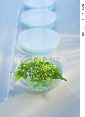 Plant in Petri dish Plant in Petri dish 10353626