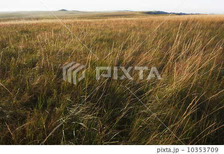 Prairie grass 10353709