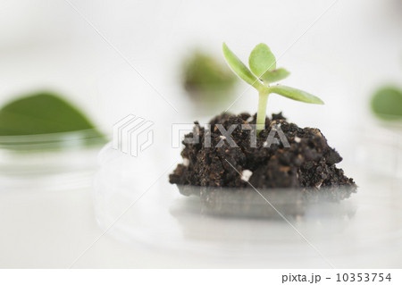 USA, New Jersey, Jersey City, Botanic laboratory USA, New Jersey, Jersey City, Botanic laboratory 10353754