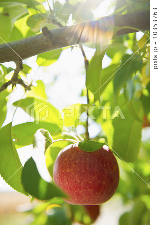USA, New York State, Hudson, Apple growing on tree in orchard 10353763