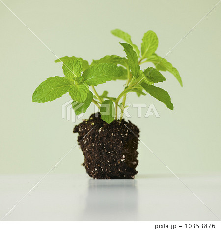 Close up of mint seedling, studio shot 10353876