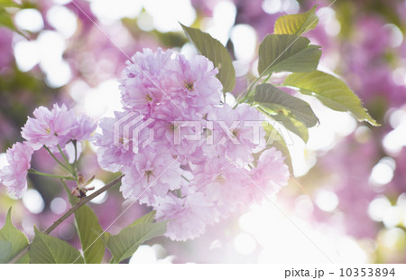 Close-up of cherry blossom 10353894