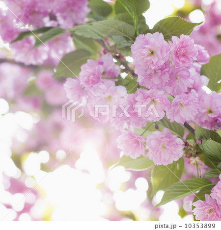 Close-up of cherry blossom 10353899