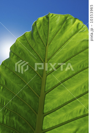 Leaf in sunlight Leaf in sunlight 10353965