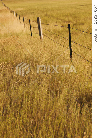 Fence in yellow prairie grass 10354007