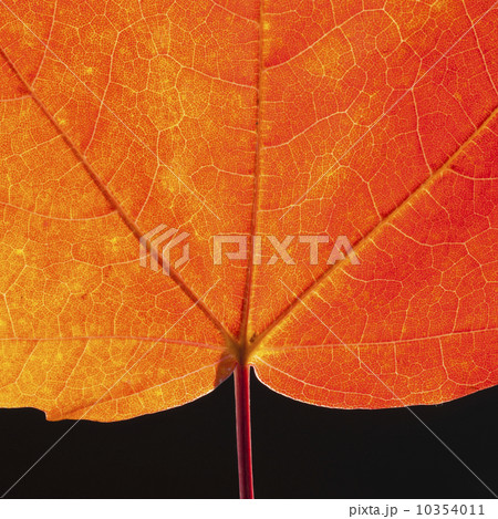 Autumn Maple leaf veins 10354011