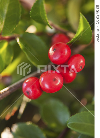 Close-up of holly berries, studio shot Close-up of holly berries, studio shot 10354089