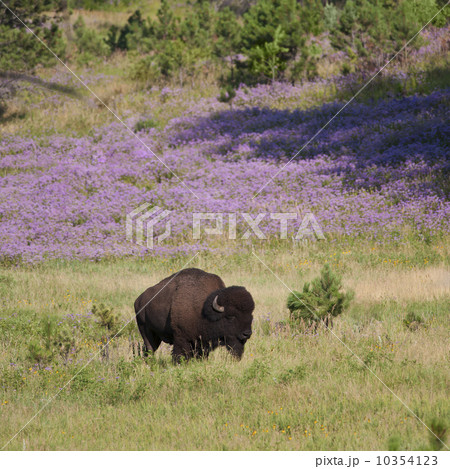 USA, South Dakota, American bison (Bison bison) in Custer State Park USA, South Dakota, American bison (Bison bison) in Custer State Park 10354123