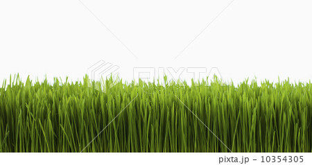 Field of grass Field of grass 10354305