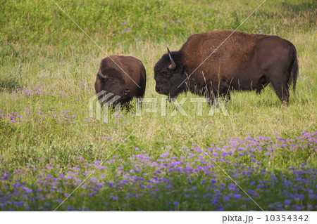 USA, South Dakota, American bison (Bison bison) with calf in Custer State Park 10354342