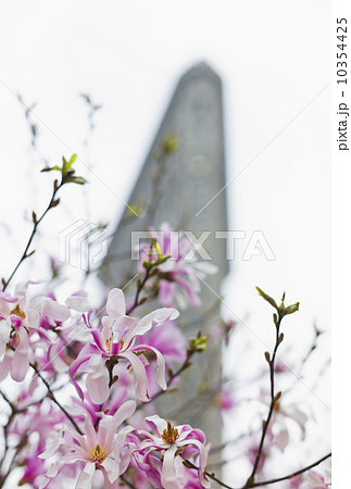 Blooming Magnolias with Flat Iron Building in background 10354425