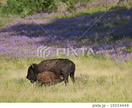 USA, South Dakota, American bison (Bison bison) with suckling calf in Custer State Park 10354449