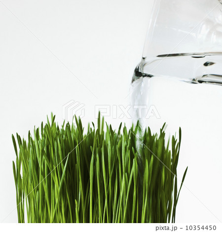 Close up of blade of grass being watered 10354450