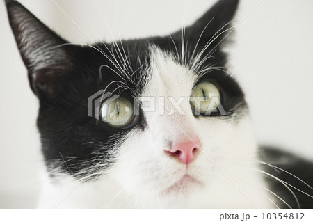 Close-up of cat 10354812