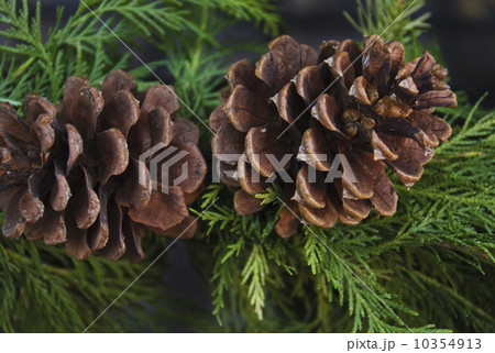 Close-up of pine cone 10354913
