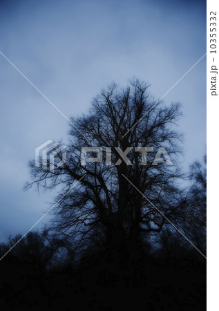 United Kingdom, Bristol, silhouette of tree at dusk 10355332