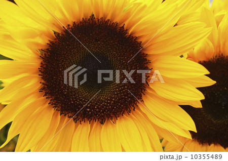 Close-up of sunflower 10355489