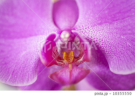 Close up of purple orchid flower Close up of purple orchid flower 10355550