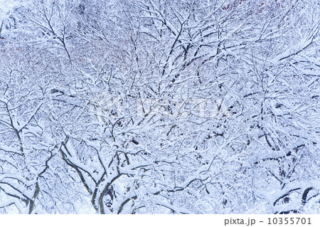 USA, New York, New York City, trees covered with snow in winter 10355701