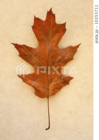 Autumn leaf, studio shot 10355711