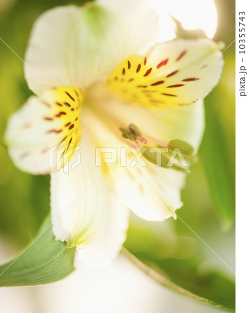 Studio shot of white Alstroe Meria 10355743