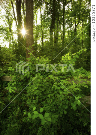 Green forest at sunrise 10355871