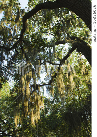 USA, Georgia, Savannah, Oak trees with spanish moss USA, Georgia, Savannah, Oak trees with spanish moss 10356026