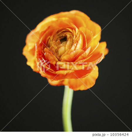 Studio shot of orange Ranunculus 10356424