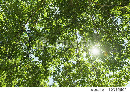 Sun lighting through tree Sun lighting through tree 10356602