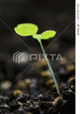 Close-up of seedling 10356750
