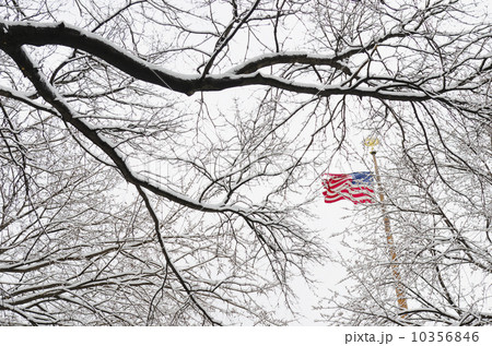 New York City, New York, American Flag and branch of bare tree 10356846