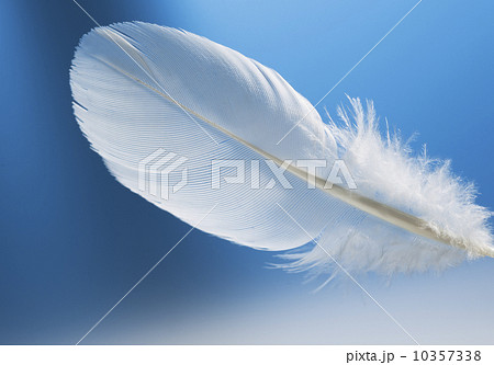 Studio shot of white feather on blue background Studio shot of white feather on blue background 10357338