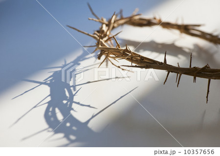 Studio shot of crown of thorns 10357656