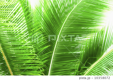 Palm leaves 10358072