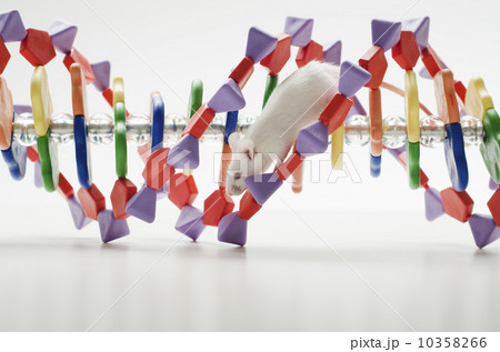 Laboratory mouse on DNA model, studio shot 10358266