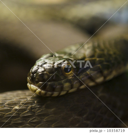 Close-up of snake 10358719