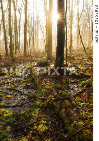 USA, Pennsylvania, Poconos, Scenic view of forest 10358983