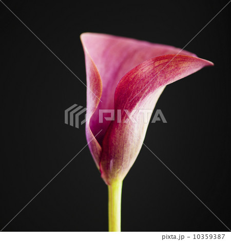 Studio shot of Calla lily 10359387