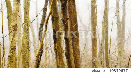 USA, Pennsylvania, Poconos, Close-up of tree trunks in forest 10359637